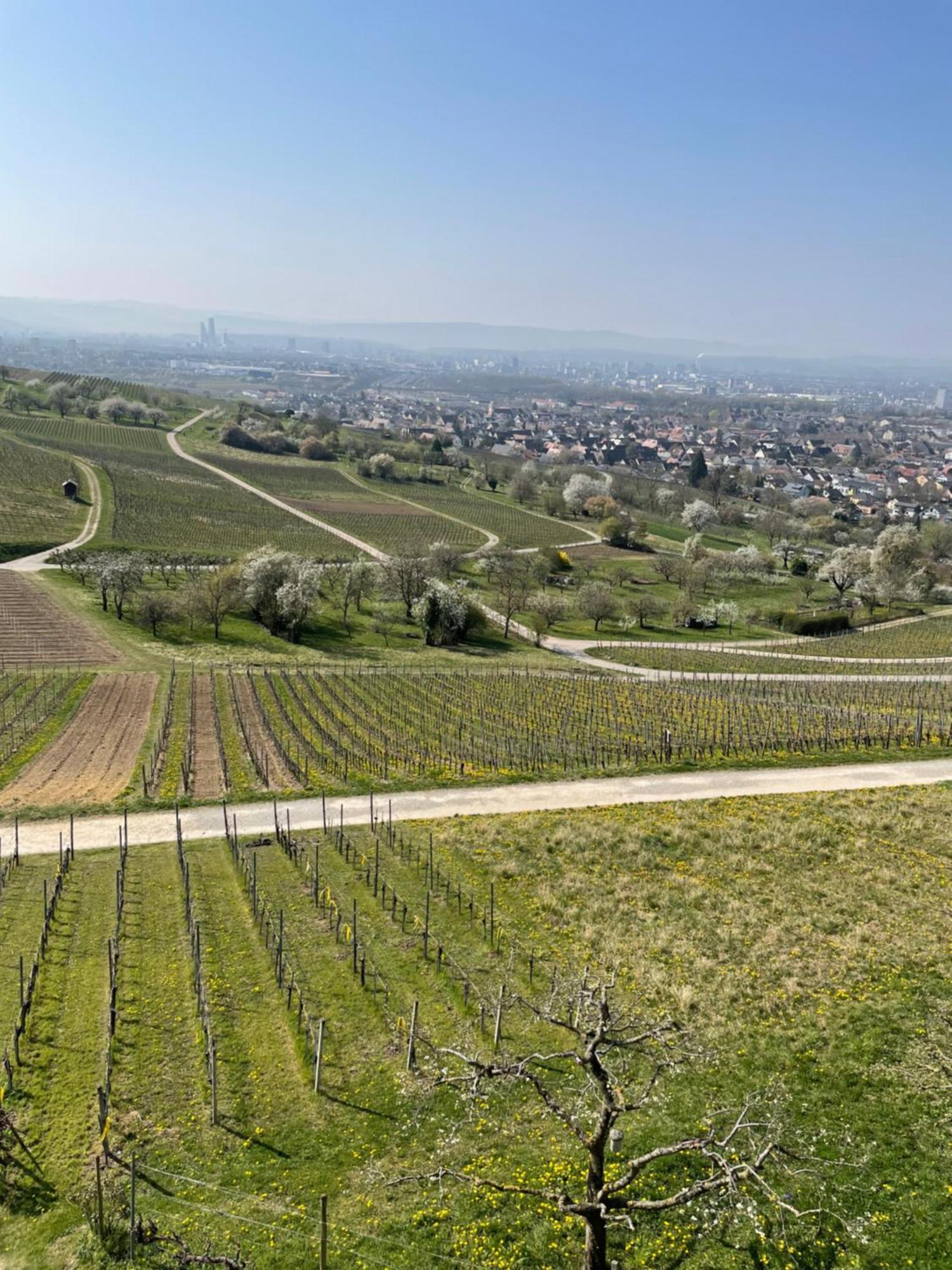 Landgasthof Rebstock Weil Am Rhein / Basel Eksteriør bilde